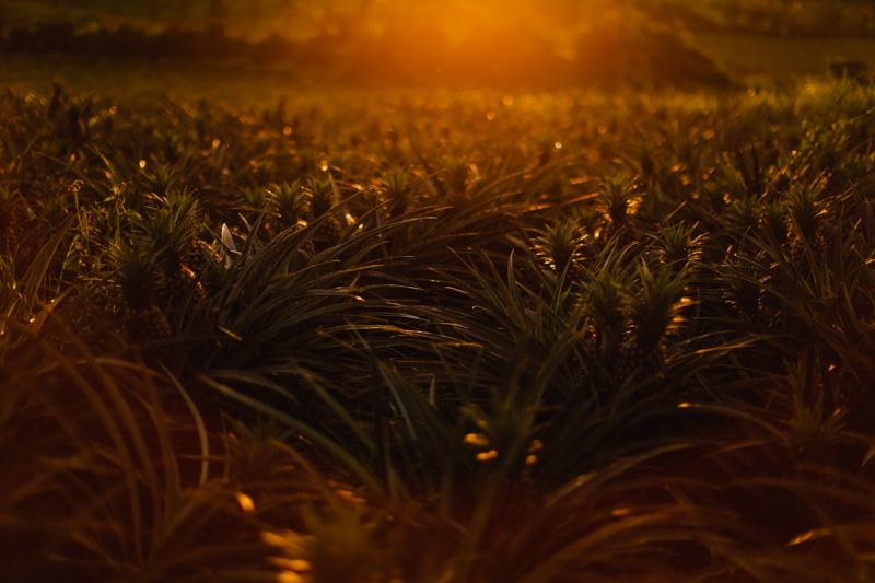 KarloJess Prenup Blog-66