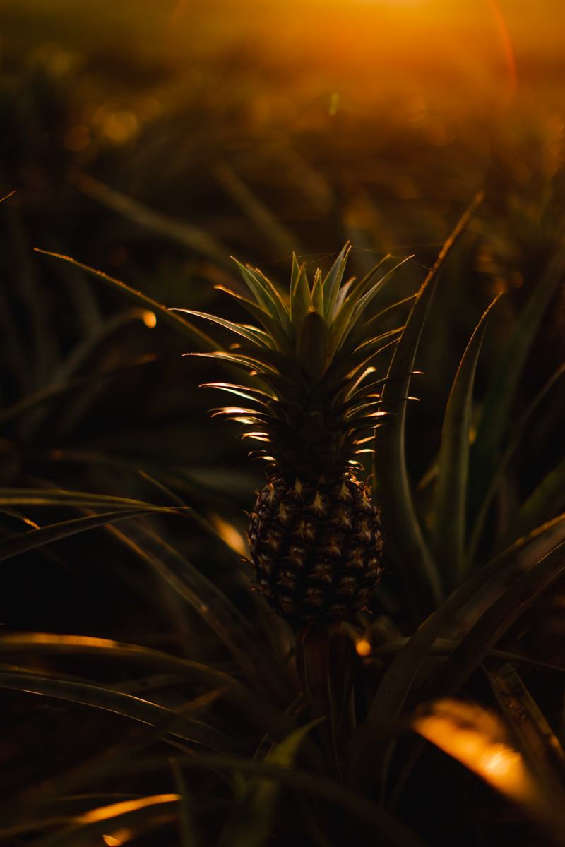 KarloJess Prenup Blog-67