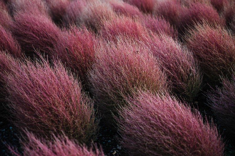 Niko Caris Prenup FB Blog-29